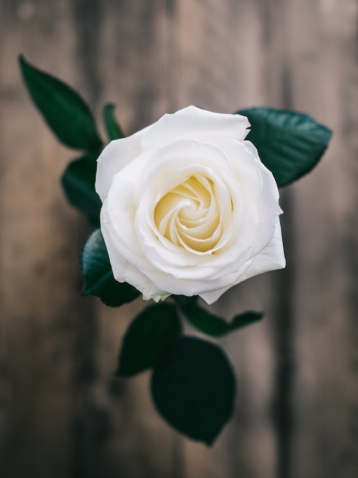 weiße Rose mit Blättern vor Holz