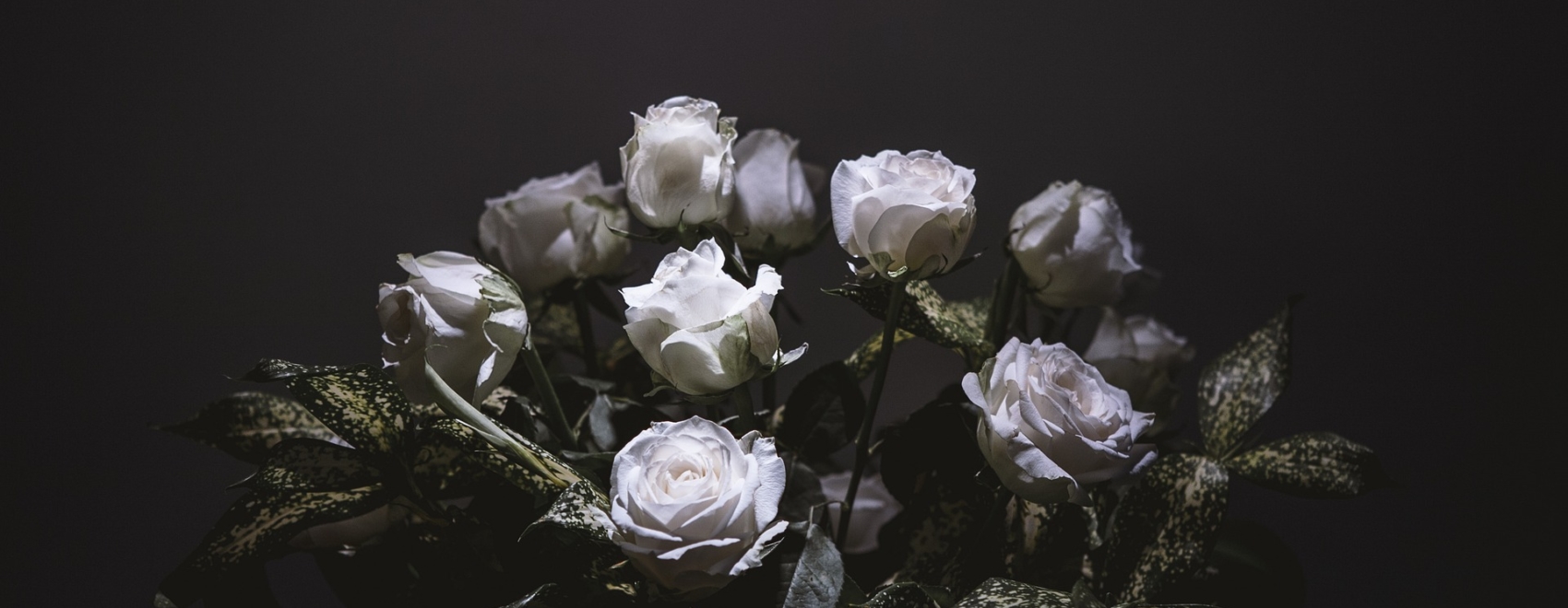 weiße Rosen vor schwarzem Hintergrund