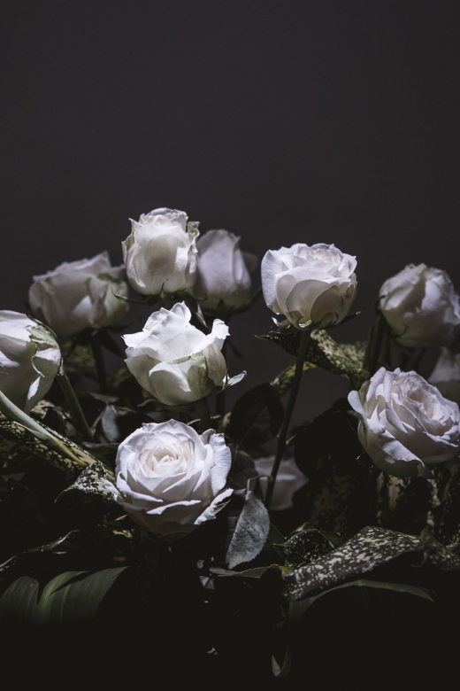 weiße Rosen vor schwarzem Hintergrund