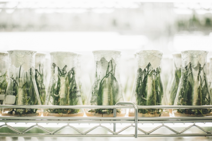 Pflanzen im Reagenzglas in einem Forschungsinstitut