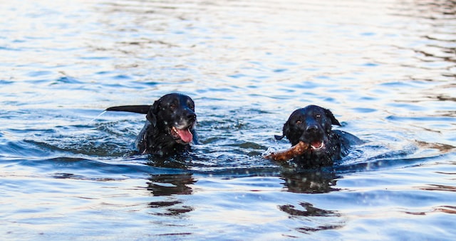 zwei sschwarze Hunde schwimmen mit Stock im Fluss