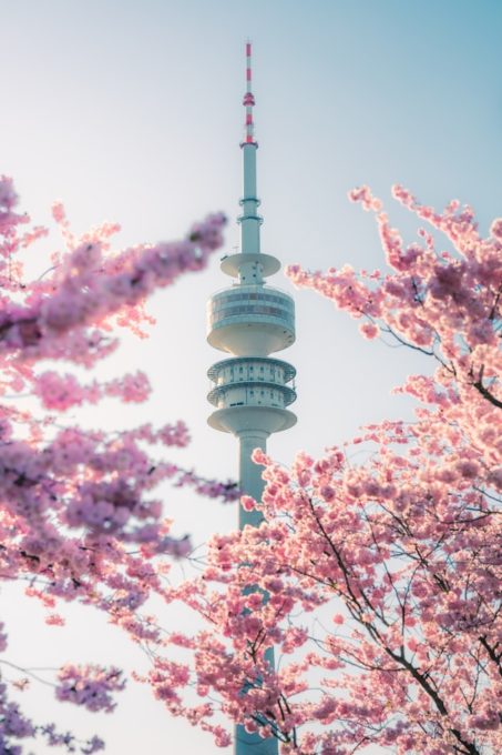 Olympic Tower with pink cherry blossoms during spring in Munich